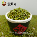 HPS top quality Green mung bean for sprouting (GF3)